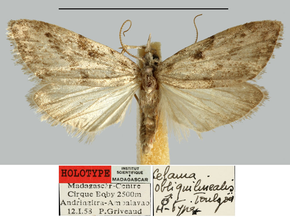 /filer/webapps/moths/media/images/O/obliquilinealis_Celama_HT_MNHN.jpg