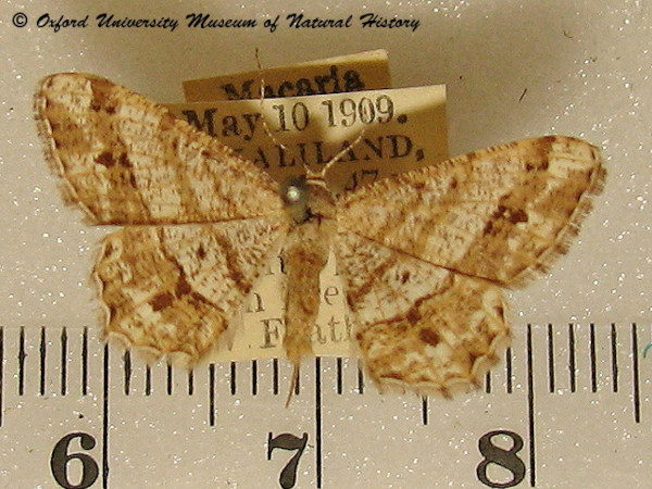 /filer/webapps/moths/media/images/O/obliquilineata_Chiasmia_A_OUMNH_01.jpg