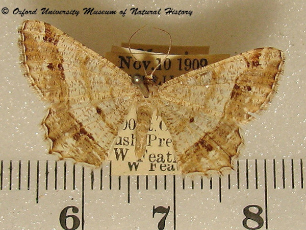/filer/webapps/moths/media/images/O/obliquilineata_Chiasmia_A_OUMNH_02.jpg