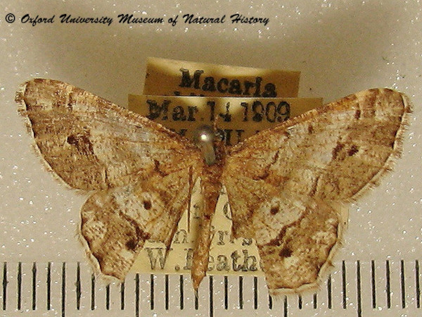 /filer/webapps/moths/media/images/O/obliquilineata_Chiasmia_A_OUMNH_03.jpg