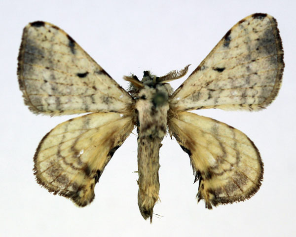 /filer/webapps/moths/media/images/O/obliquisigna_Racinoa_AM_Basquin_01.jpg