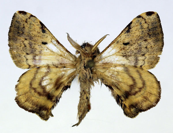 /filer/webapps/moths/media/images/O/obliquisigna_Racinoa_AM_Basquin_02.jpg