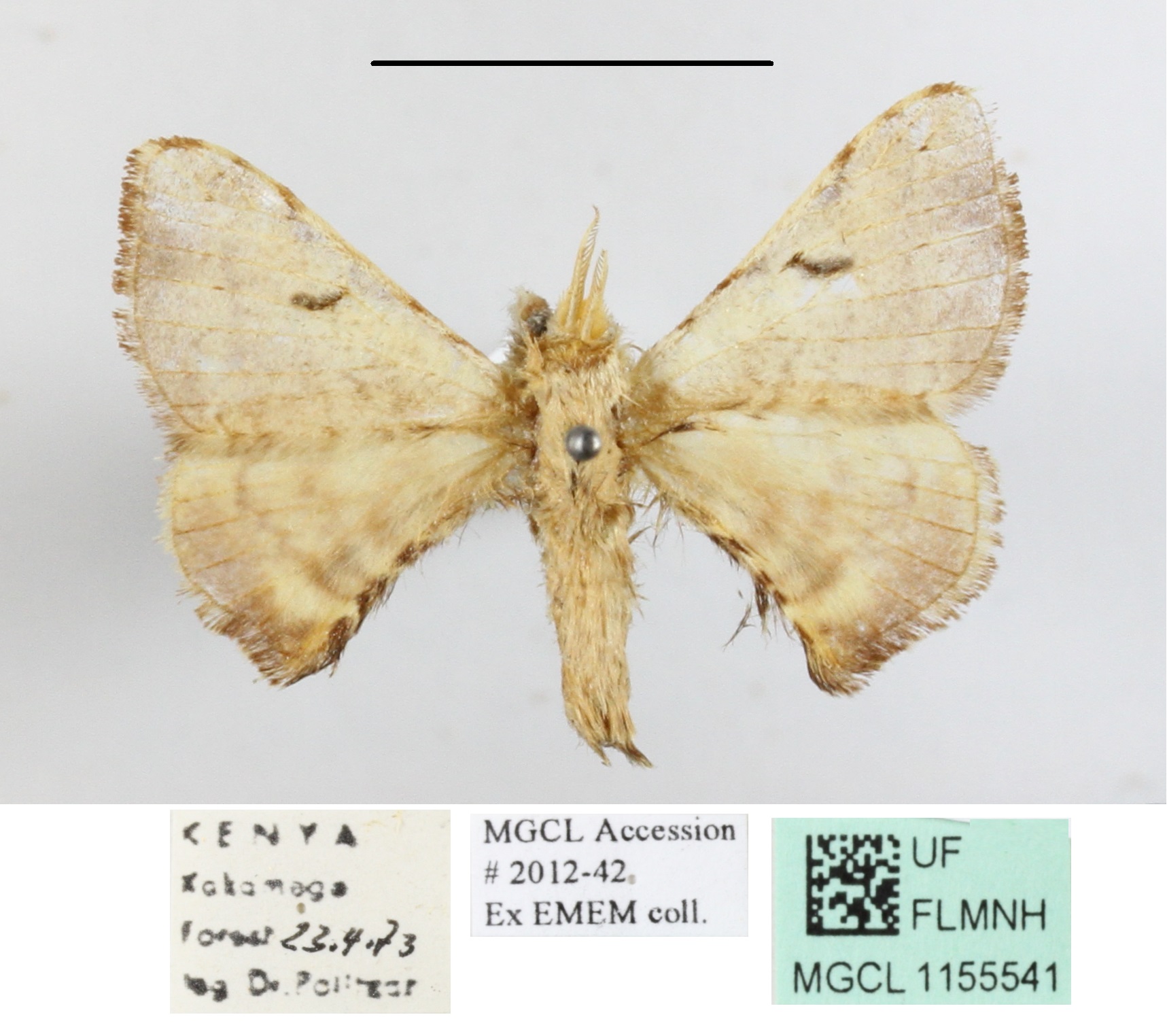 /filer/webapps/moths/media/images/O/obliquisigna_Racinoa_A_MGCL_03.JPG