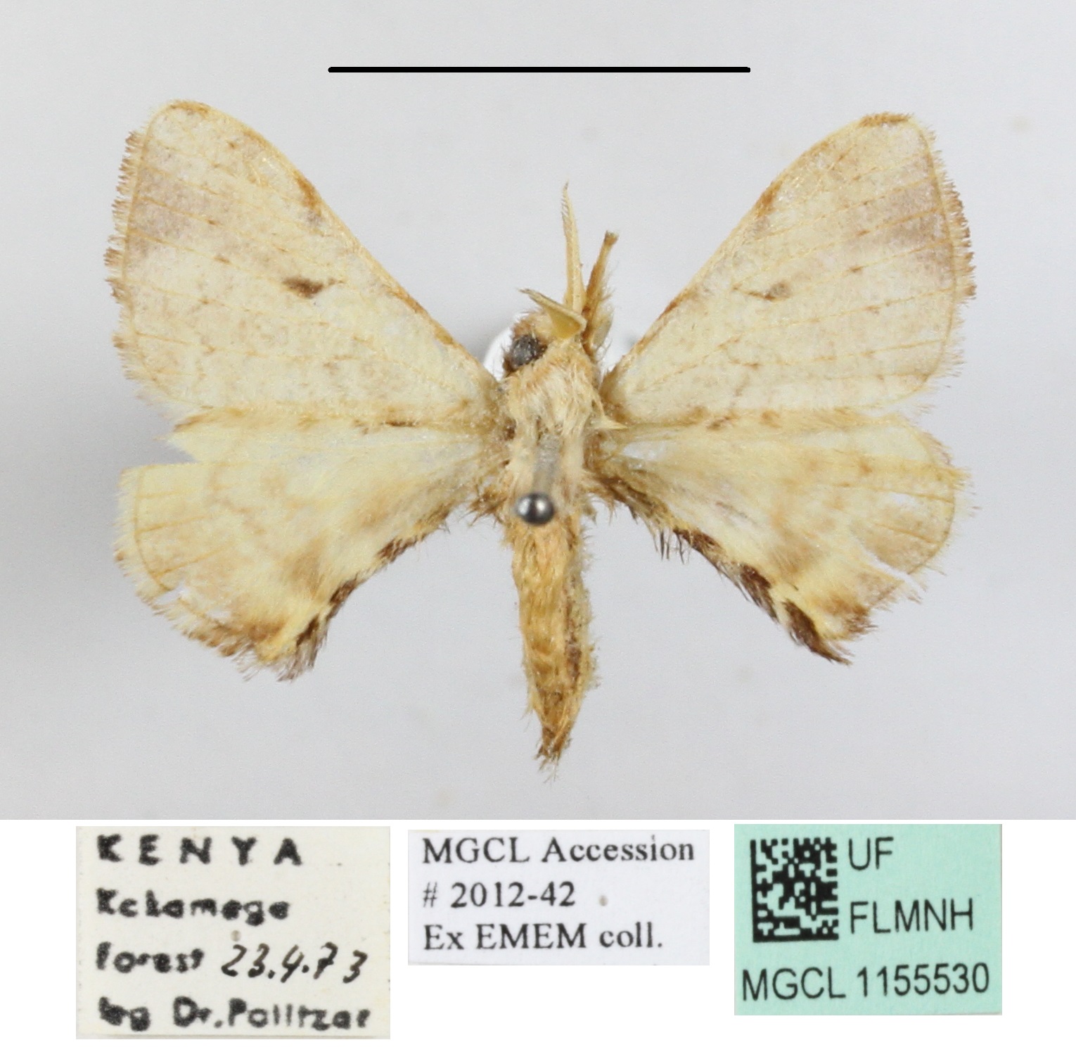 /filer/webapps/moths/media/images/O/obliquisigna_Racinoa_A_MGCLa_01.JPG