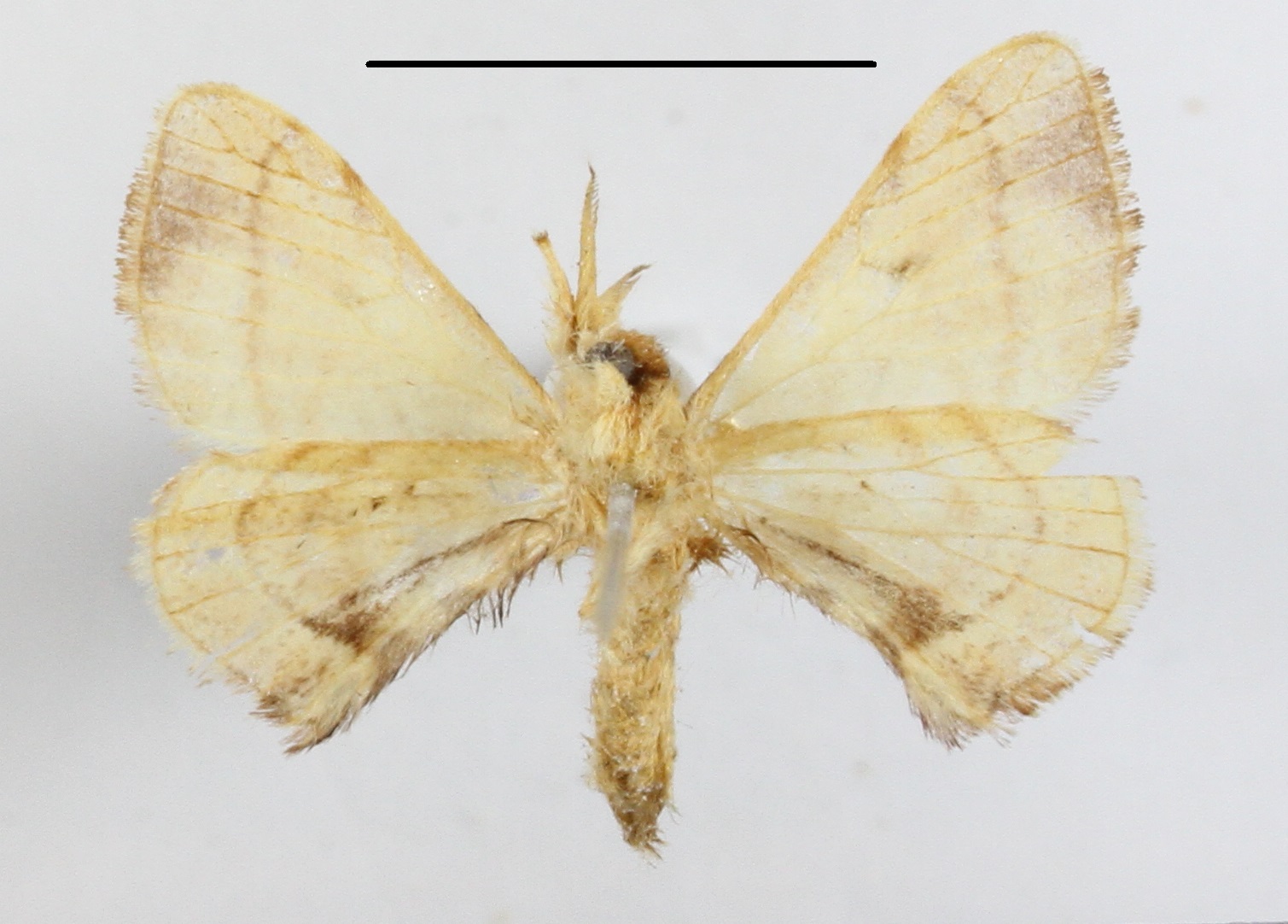 /filer/webapps/moths/media/images/O/obliquisigna_Racinoa_A_MGCLb_01.JPG