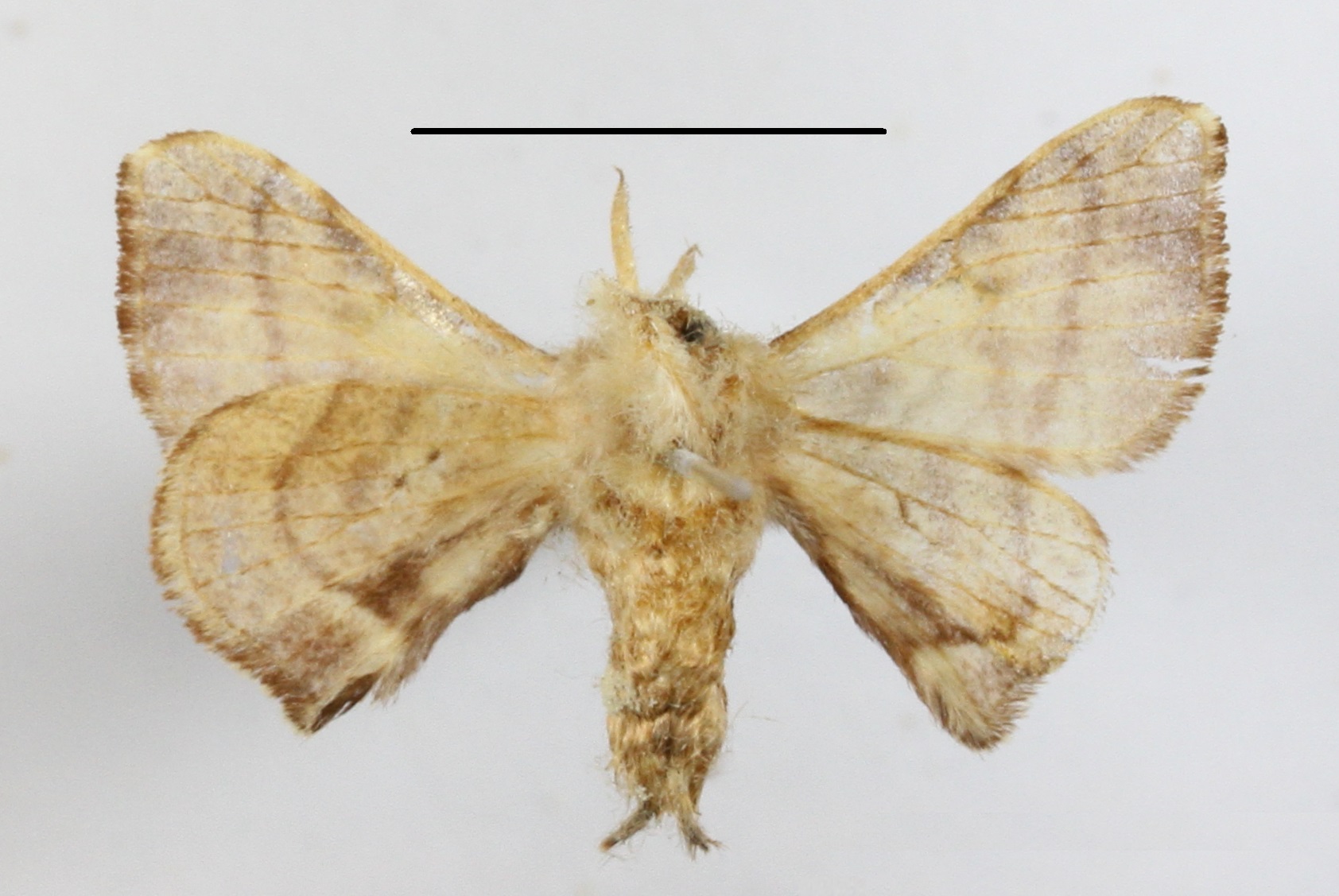 /filer/webapps/moths/media/images/O/obliquisigna_Racinoa_A_MGCLb_02.JPG