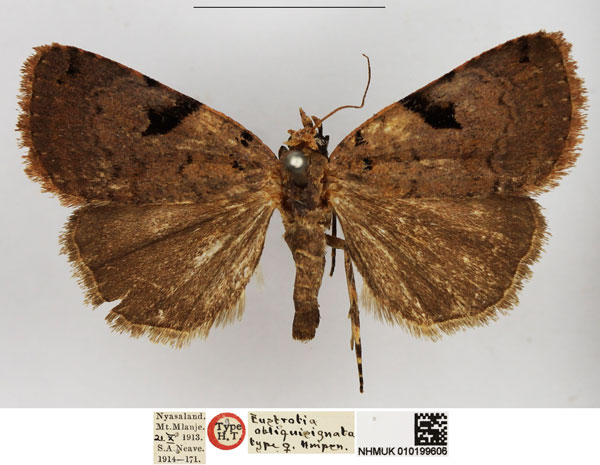 /filer/webapps/moths/media/images/O/obliquisignata_Eustrotia_HT_NHMUK.jpg