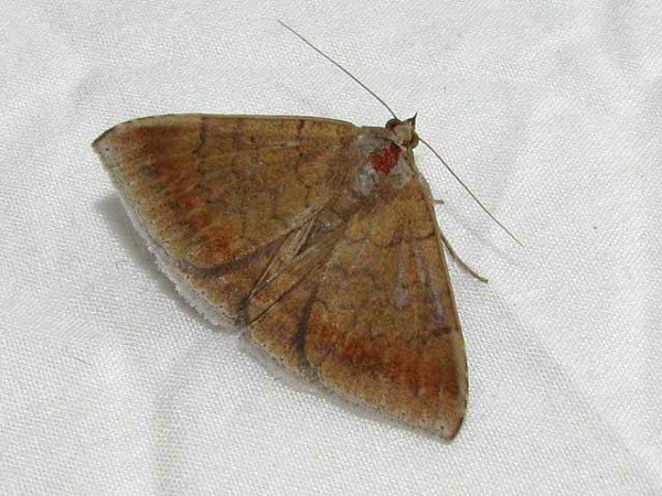 /filer/webapps/moths/media/images/O/oblita_Achaea_A_Goff_02.jpg