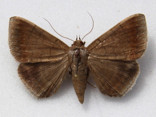 /filer/webapps/moths/media/images/O/oblita_Achaea_A_Goffa_01.jpg
