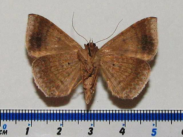 /filer/webapps/moths/media/images/O/oblita_Achaea_A_Goffb_01.jpg