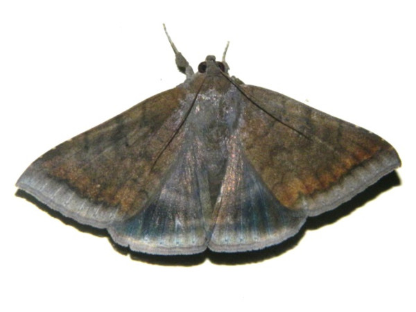 /filer/webapps/moths/media/images/O/oblita_Achaea_A_Grobler.jpg