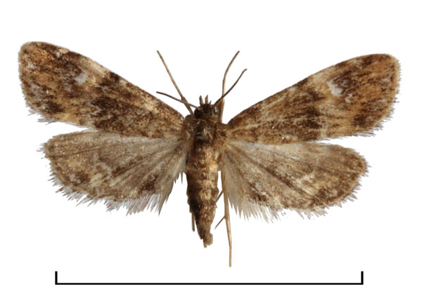 /filer/webapps/moths/media/images/O/obliteralis_Elophila_AF_Agassiz.jpg