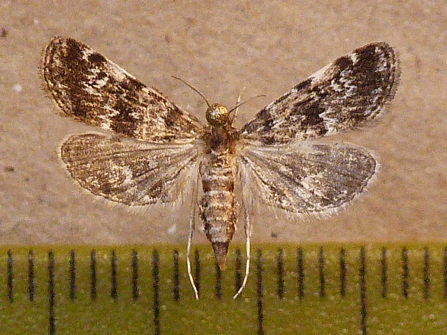 /filer/webapps/moths/media/images/O/obliteralis_Elophila_A_Butler.JPG