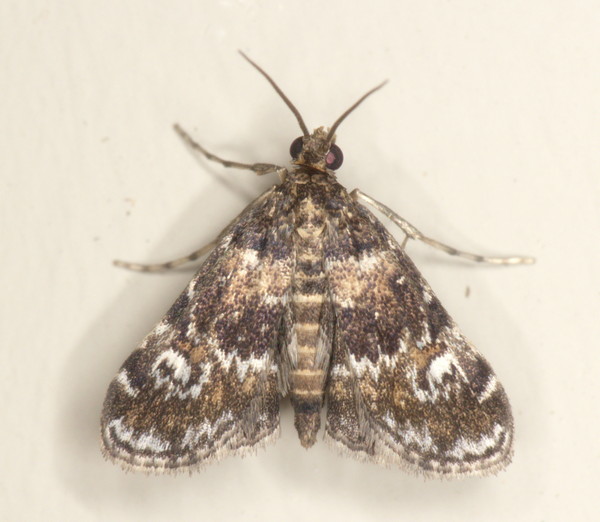 /filer/webapps/moths/media/images/O/obliteralis_Elophila_A_Heyns_01.jpg