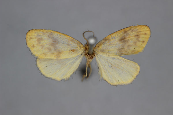 /filer/webapps/moths/media/images/O/obliterata_Afrasura_A_BMNH.jpg