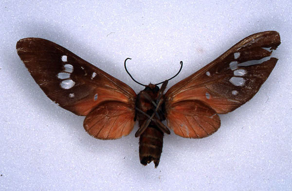 /filer/webapps/moths/media/images/O/obliterata_Balacra_HT_ZMHB_02.jpg