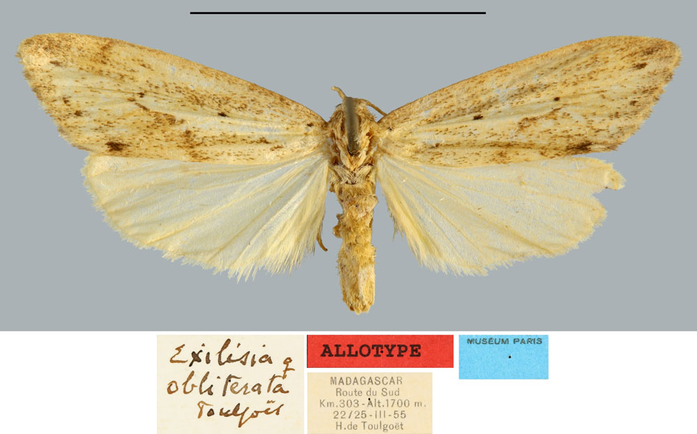 /filer/webapps/moths/media/images/O/obliterata_Exilisia_AT_MNHN.jpg