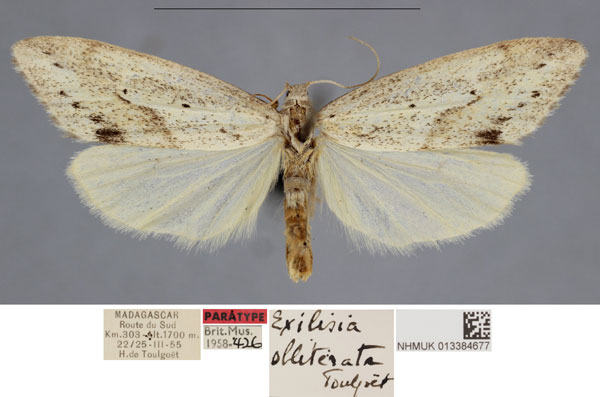 /filer/webapps/moths/media/images/O/obliterata_Exilisia_PTM_NHMUKa.jpg