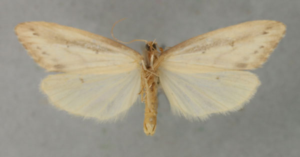 /filer/webapps/moths/media/images/O/obliterata_Exilisia_PTM_NHMUKb.jpg