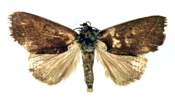 /filer/webapps/moths/media/images/O/obliterata_Metaleptina_A_RMCA.jpg