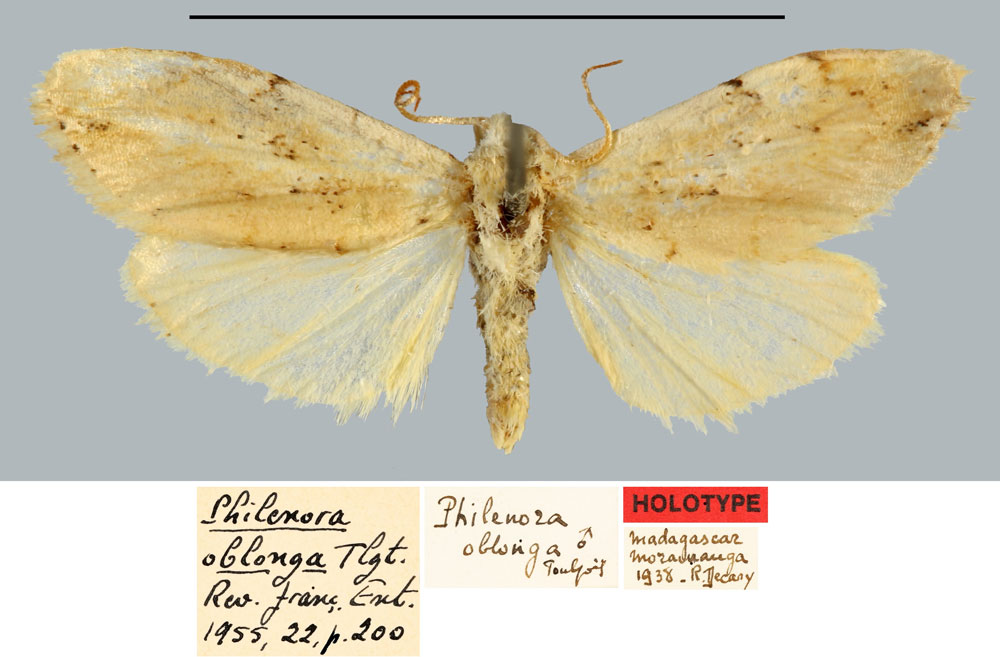 /filer/webapps/moths/media/images/O/oblonga_Philenora_HT_MNHN.jpg