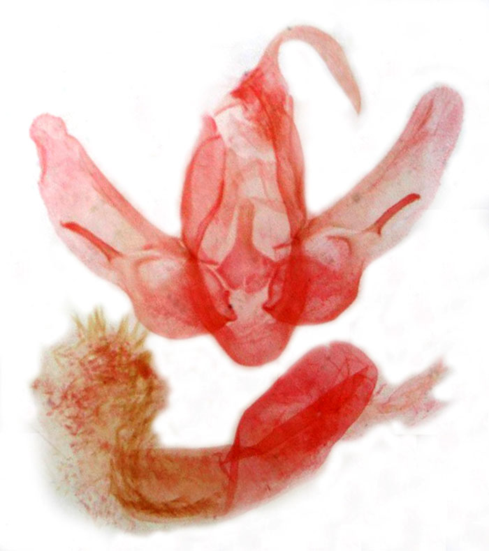 /filer/webapps/moths/media/images/O/oblonga_Ramesodes_GMPT_MSNM_5166.jpg