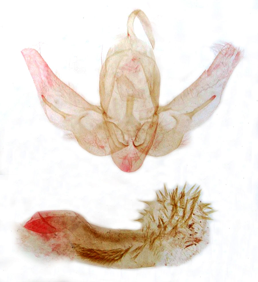 /filer/webapps/moths/media/images/O/oblonga_Ramesodes_GMPT_MSNM_5168.jpg