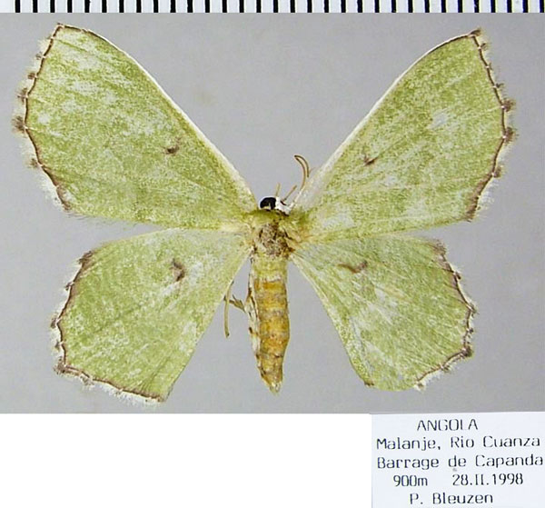 /filer/webapps/moths/media/images/O/oblongata_Perithalera_AF_ZSM.jpg