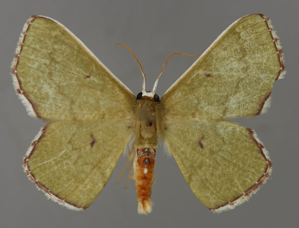 /filer/webapps/moths/media/images/O/oblongata_Perithalera_A_ZSM_01.jpg