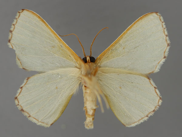/filer/webapps/moths/media/images/O/oblongata_Perithalera_A_ZSM_02.jpg