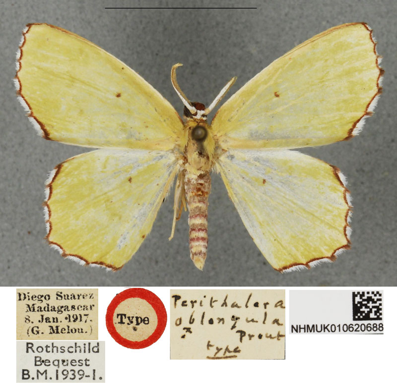 /filer/webapps/moths/media/images/O/oblongula_Perithalera_HT_BMNH.jpg