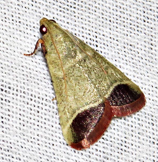 /filer/webapps/moths/media/images/O/oblunata_Sphalerosticha_A_Braun_4.jpg