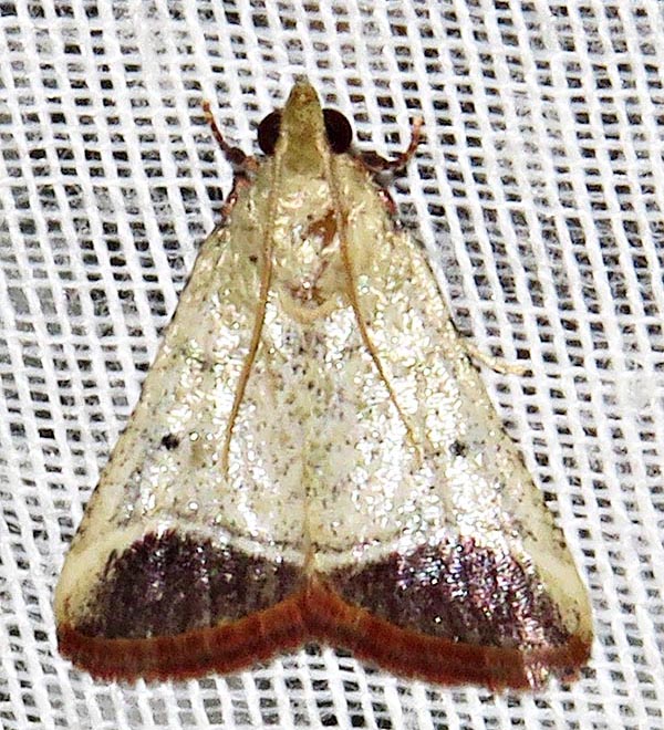 /filer/webapps/moths/media/images/O/oblunata_Sphalerosticha_A_Braun_5.jpg