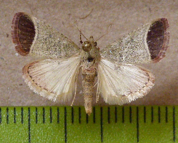 /filer/webapps/moths/media/images/O/oblunata_Sphalerosticha_A_Butler.JPG