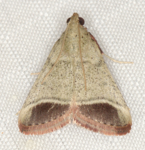 /filer/webapps/moths/media/images/O/oblunata_Sphalerosticha_A_Heyns_01.jpg