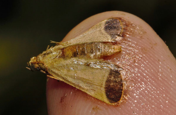 /filer/webapps/moths/media/images/O/oblunata_Zitha_A_Riddell_01.jpg