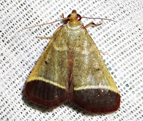 /filer/webapps/moths/media/images/O/obovalis_Lantzodes_A_Braun_1.jpg