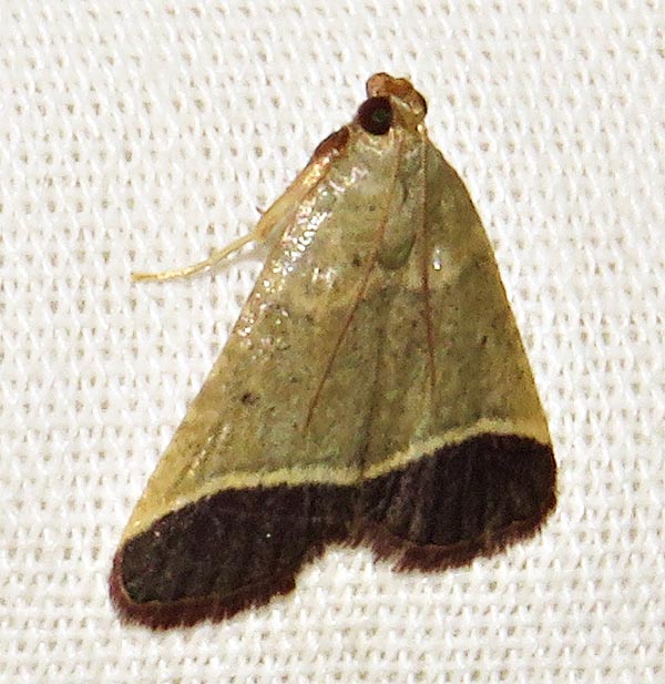 /filer/webapps/moths/media/images/O/obovalis_Lantzodes_A_Braun_2.jpg