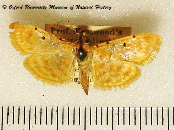 /filer/webapps/moths/media/images/O/obrinusalis_Notarcha_A_OUMNHa02.jpg