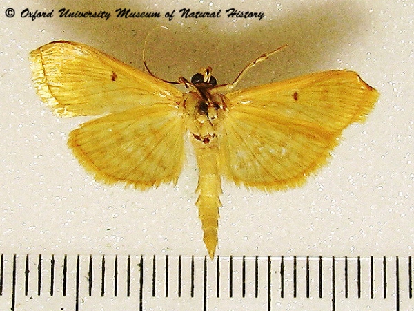 /filer/webapps/moths/media/images/O/obrinusalis_Notarcha_A_OUMNHb_01.jpg