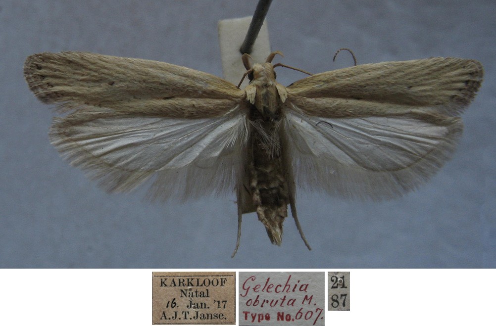 /filer/webapps/moths/media/images/O/obruta_Gelechia_FHT_TMSA.jpg