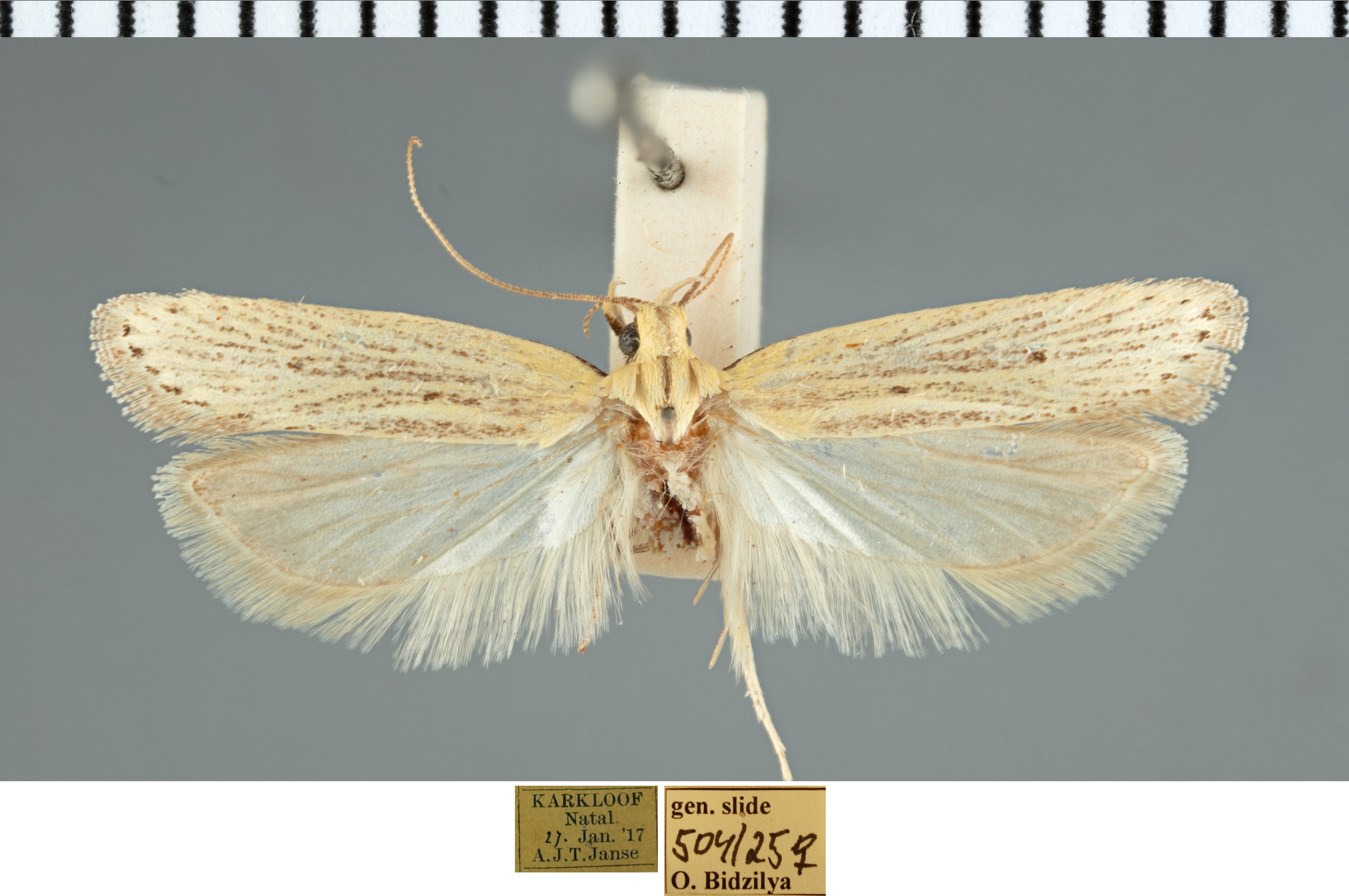 /filer/webapps/moths/media/images/O/obruta_Nothris_AF_TMSA.jpg