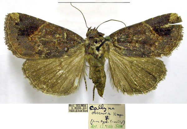 /filer/webapps/moths/media/images/O/obscura_Callyna_AF_TMSA.jpg