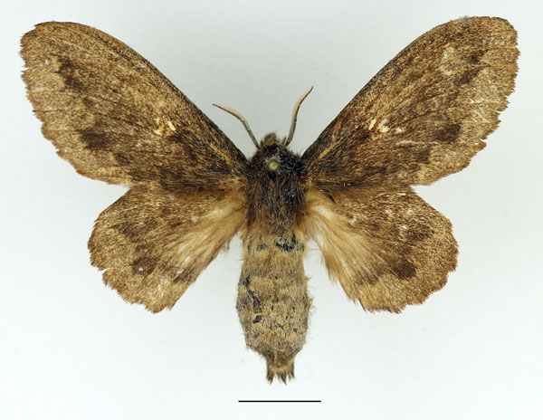 /filer/webapps/moths/media/images/O/obscura_Cymatopacha_AF_Basquin_01.jpg