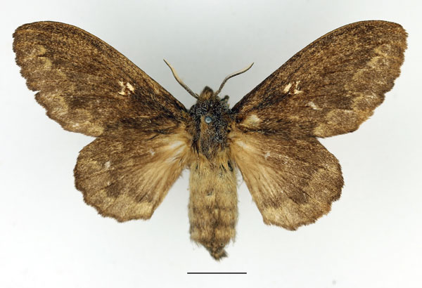 /filer/webapps/moths/media/images/O/obscura_Cymatopacha_AF_Basquin_02.jpg