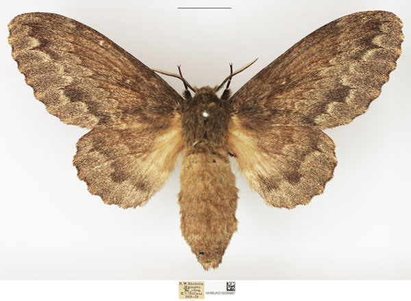 /filer/webapps/moths/media/images/O/obscura_Cymatopacha_AF_NHMUK.jpg