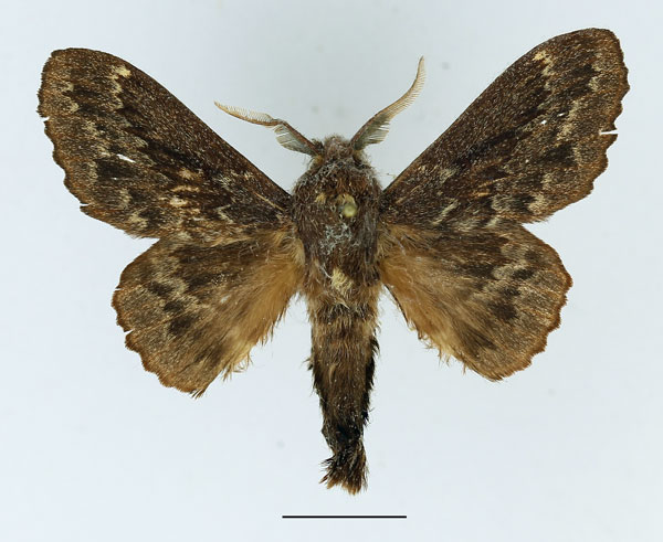 /filer/webapps/moths/media/images/O/obscura_Cymatopacha_AM_Basquin_01.jpg