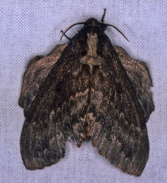 /filer/webapps/moths/media/images/O/obscura_Cymatopacha_A_Roland_01.jpg