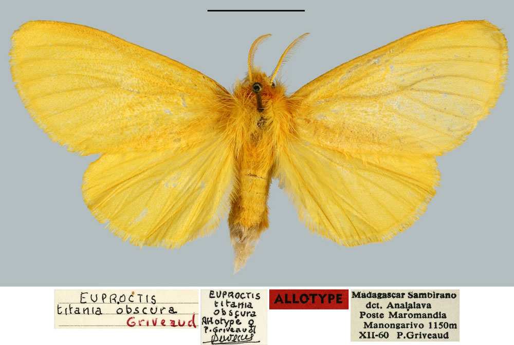 /filer/webapps/moths/media/images/O/obscura_Euproctis_AT_MNHN.jpg