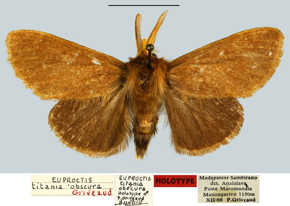 /filer/webapps/moths/media/images/O/obscura_Euproctis_HT_MNHN.jpg